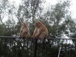 GAL_20110311_081813_8755.jpg